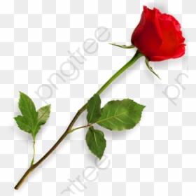 Stem Clipart Red Rose - Picsart Png Effect Download, Transparent Png - red rose flower png