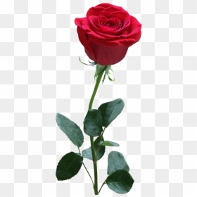 Red Rose Flower Png, Transparent Png - red rose flower png
