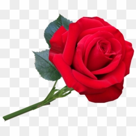 Flower, Red, Rose, Fragrant, Romantic, Cut Out - Floribunda, HD Png Download - red rose flower png