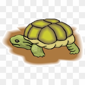 Collection Of 14 Free Turtle Clipart Land Turtle Bill - Reptiles, HD Png Download - tortoise clipart png