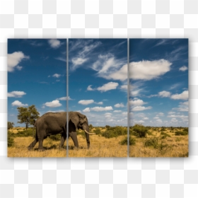 Triptych Elephant Sky - Indian Elephant, HD Png Download - indian bull png