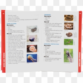 American Red Cross Emergency First Aid Guide - Flyer, HD Png Download - red cross mark png