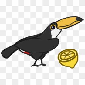 Jungle Clipart Toucan - Toco Toucan, HD Png Download - froots png