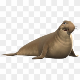Transparent Elephant Seal Png - California Sea Lion, Png Download - california state seal png