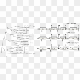 Diagram, HD Png Download - left shark png