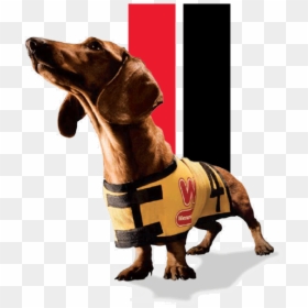 Wiener Schnitzel Dog, HD Png Download - weiner dog png
