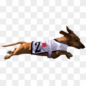 Racing Weiner Dogs On Transparent, HD Png Download - weiner dog png