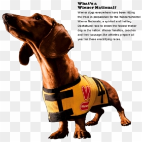Wiener Dog Nationals 2013 Movie Trailer - Wiener Schnitzel Dog, HD Png Download - weiner dog png