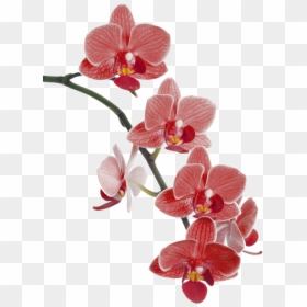 Flower Cypripedium Waling-waling Popular Orchids Orchid, HD Png Download - popular png