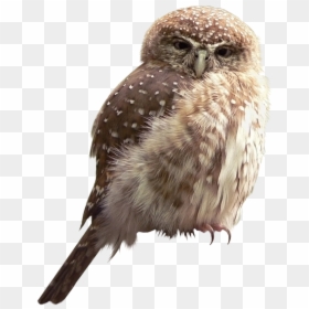 Совенок, Сова, Филин, Птица, Eule, Uhu, Vogel, Hibou, - Small Owl, HD Png Download - buho png