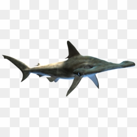 Shark, Hammer Head, Sea Life, Endangered, Wildlife, - Tiburon Martillo Png, Transparent Png - shark head png