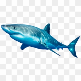 Photo Of White Shark - Swordfish, HD Png Download - shark head png