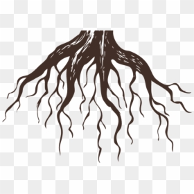 Transparent Tree With Roots Png - Chinese Bamboo Tree Roots, Png Download - isla png