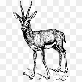 Gazelle Clip Arts - Gazelle Drawing, HD Png Download - antelope png