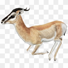 Download Gazelle Png Free Download - Gazelle Png, Transparent Png - antelope png
