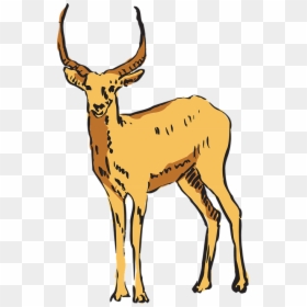 Antelope, Forest, Standing, Horns, Animal, Mammal - Antelope, HD Png Download - antelope png