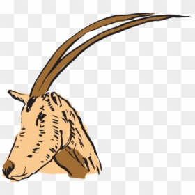 Horn, HD Png Download - antelope png