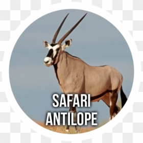Antelope Safari - Imagen Del Antilope, HD Png Download - antelope png