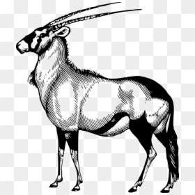 Africa, African, Animal, Antelope, Mammal - Oryx Black And White, HD Png Download - antelope png
