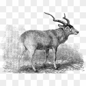 Elk, HD Png Download - antelope png