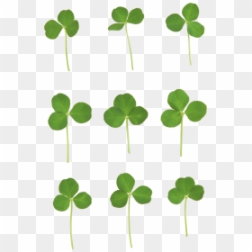 Клевер Пнг, HD Png Download - four leaf clover png