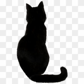 Black Cat Png, Transparent Png - black cat png