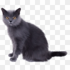 Grey Cat Png, Transparent Png - black cat png