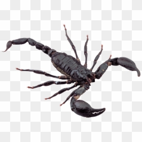 Desert Scorpion Scorpion Png, Transparent Png - scorpion png