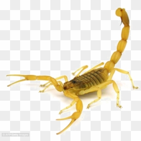 Deathstalker Scorpion, HD Png Download - scorpion png