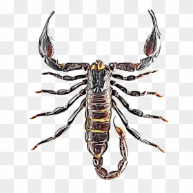 Scorpion Top View, HD Png Download - scorpion png