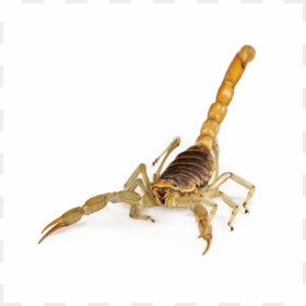 Escorpião De Frente, HD Png Download - scorpion png