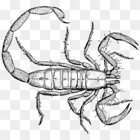 Scorpion Drawing From Above, HD Png Download - scorpion png