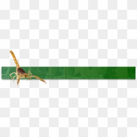 Hummingbird, HD Png Download - scorpion png