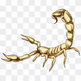 Scorpion Illustration Png, Transparent Png - scorpion png
