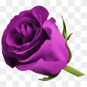Transparent Purple Rose Png, Png Download - pink rose png