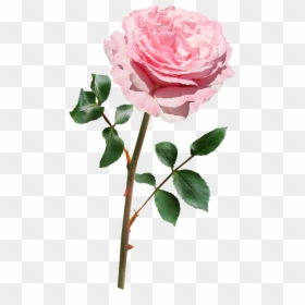 Flower With Stem Png, Transparent Png - pink rose png