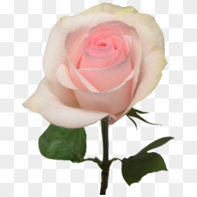 Pink Light Rose Flower, HD Png Download - pink rose png