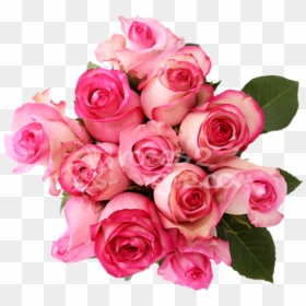 Garden Roses, HD Png Download - pink rose png
