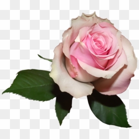 Flowers Soft Png, Transparent Png - pink rose png