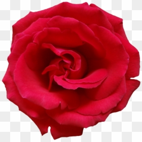 Rose Png, Transparent Png - pink rose png