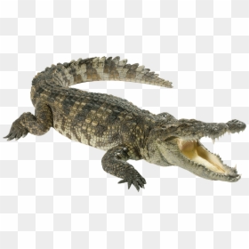 Crocodile Png, Transparent Png - alligator png