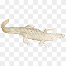 White Crocodile Transparent Background, HD Png Download - alligator png