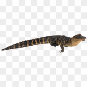 鳄鱼, HD Png Download - alligator png