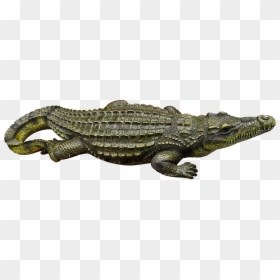 Structure Of A Crocodile, HD Png Download - alligator png