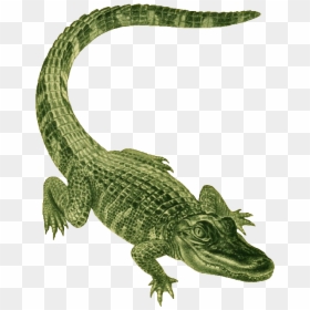 Green Alligator, HD Png Download - alligator png