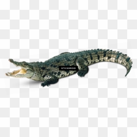 Transparent Background Alligator Clipart, HD Png Download - alligator png