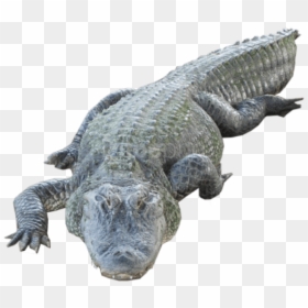 Alligator With Human Face, HD Png Download - alligator png