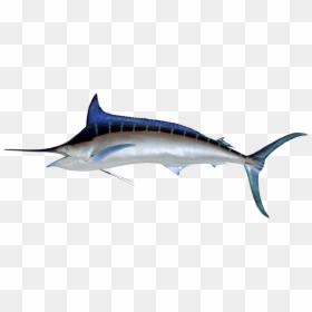 Marlin - Swordfish Png, Transparent Png - marlin png