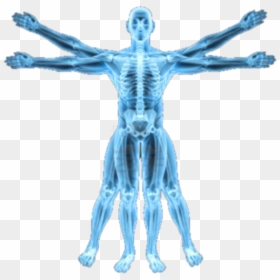 X Ray Png - Human Body Xray Png, Transparent Png - xray png