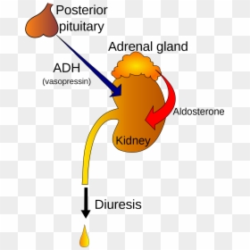 Adh Hormone, HD Png Download - pee png